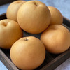 【产地直供！山东秋月梨】甄选莱阳秋月梨，一口甜到我心里，果实大小均匀，外形饱满圆润，梨味浓香十足，口感香脆清甜，应季皮薄多汁甜梨新鲜水果L 商品缩略图0