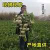 新疆地标长寿圣果【大地的礼物】新疆柯坪县恰玛古 果肉洁白 细嫩无筋 跟肉一起炖绝绝子 商品缩略图2