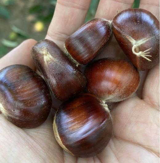 兴隆深山老树板栗，生板栗，无农药，无化肥 商品图2
