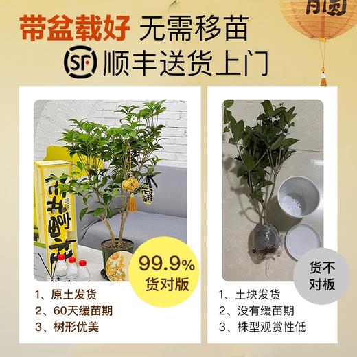 爆花款 四季金桂 5年苗| 新客福利 商品图2