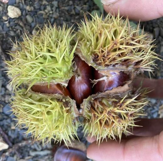 兴隆深山老树板栗，生板栗，无农药，无化肥 商品图0