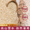 杞冠臻选 | 藜元 白藜麦米 真空装 500g*2袋 保质期18个月 无需浸泡 商品缩略图2