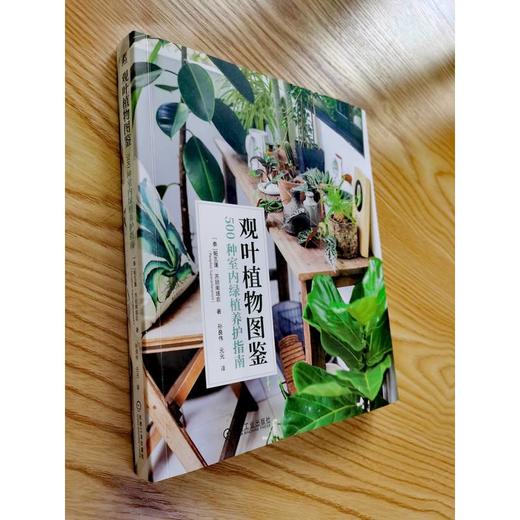 观叶植物图鉴 500种室内绿植养护指南 商品图3