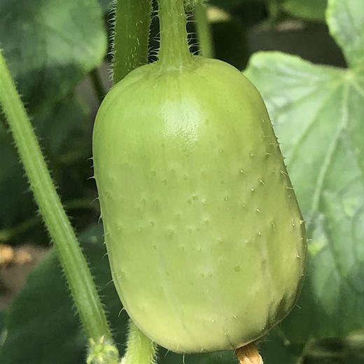 周三取货：【玉女黄瓜】一份2斤左右，小巧可爱，口感松脆爽口！ 商品图1