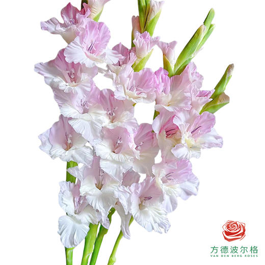 剑兰-姝丽 5枝一扎 商品图0