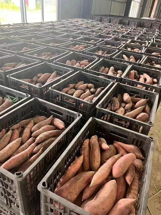 周一取货：【烟薯25号】一份3斤左右，地瓜界的劳斯莱斯，香甜绵密，油糍糍！ 商品图9