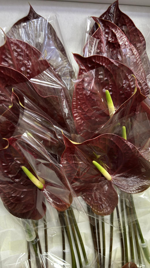 【绿光彩掌】映时 咖啡色掌 商品图4