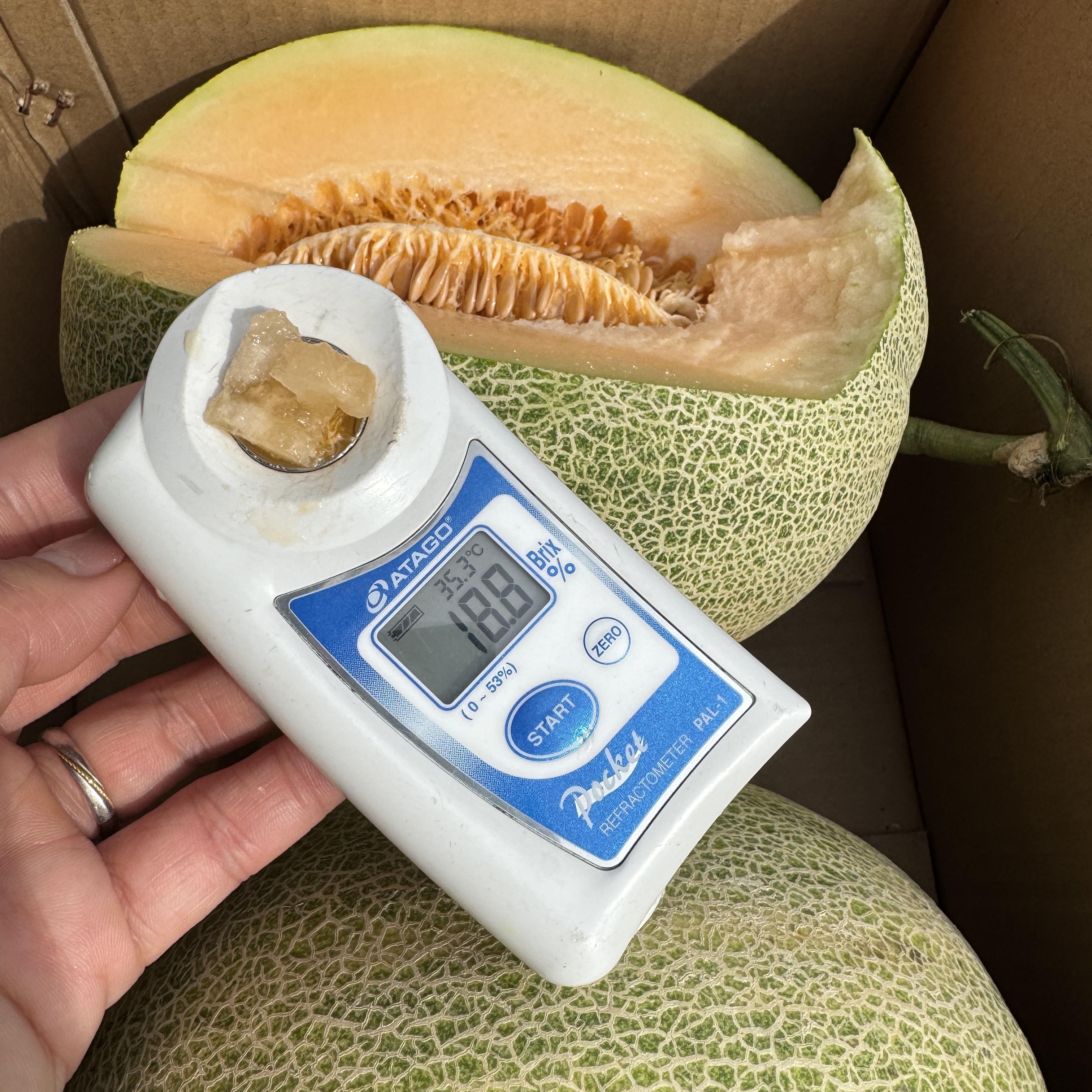 新疆晓蜜哈密瓜