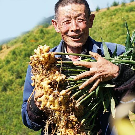 【有机认证小黄姜】【319项农残0检出】云南有机小黄姜 商品图3