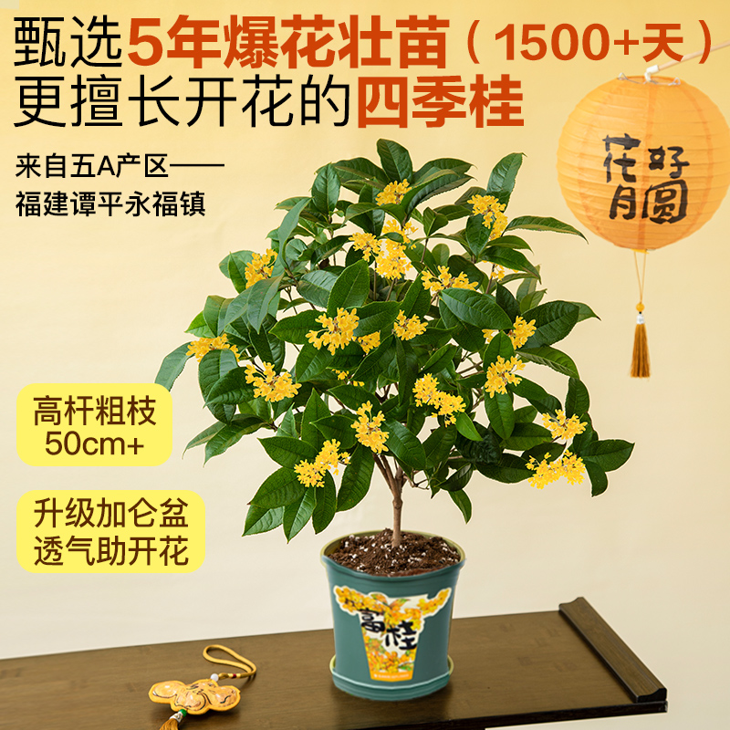 爆花款 四季金桂 5年苗| 新客福利