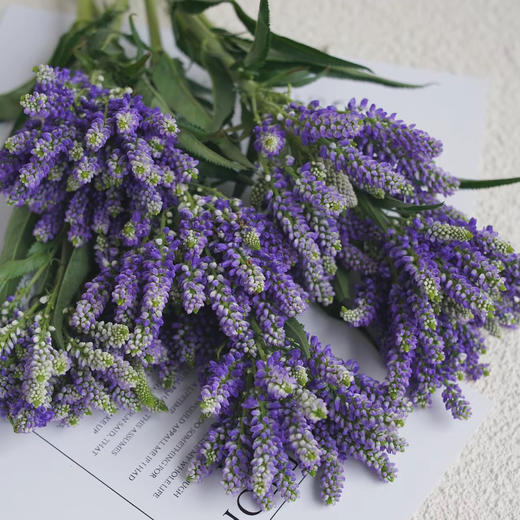 紫色多头鼠尾丨草花 商品图0