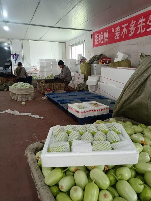 周三取货：【玉女黄瓜】一份2斤左右，小巧可爱，口感松脆爽口！ 商品图13