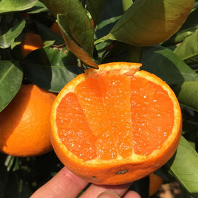 【鲜嫩爽口！浙江台州涌泉蜜桔】肉质细腻，新鲜酸甜薄皮甜橘子应季纯甜黄桔子L