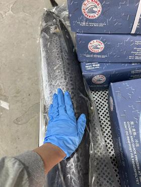 【送人高端大气上档次】船冻大连当地大鲅鱼，11月份以后捕捞的，上岸直接冷冻，肉质肥厚，脂肪含量更高 鱼肉口感更香，真空包装，东三省内包邮（省外需联系客服补运费）