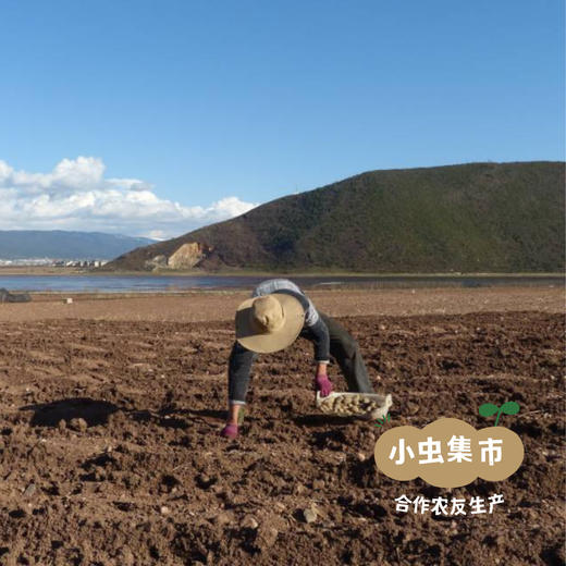 香格里拉高原生态多色土豆/胡萝卜 | 合作农友生产，产自云南香格里拉，生产者：李忠青 *【公平贸易农人定价】 商品图9