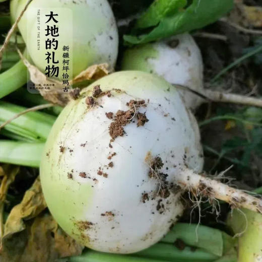 新疆地标长寿圣果【大地的礼物】新疆柯坪县恰玛古 果肉洁白 细嫩无筋 跟肉一起炖绝绝子 商品图1