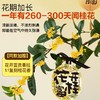 爆花款 四季金桂 5年苗| 新客福利 商品缩略图1