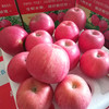 【9斤更值！陕西洛川苹果】原产地直供苹果之乡，素以色/香/味俱佳著称，人工精心栽培，天然无污染种植，新鲜孕妇水果，国产红马果应季红富士苹果L 商品缩略图2