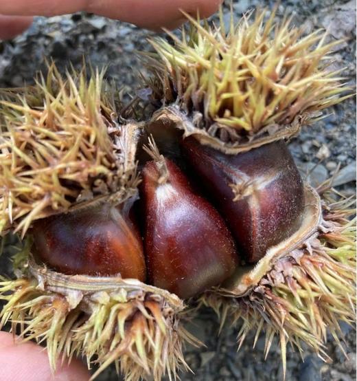 兴隆深山老树板栗，生板栗，无农药，无化肥 商品图1