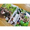 观叶植物图鉴 500种室内绿植养护指南 商品缩略图2