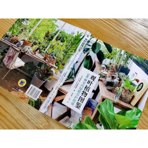 观叶植物图鉴 500种室内绿植养护指南 商品图2