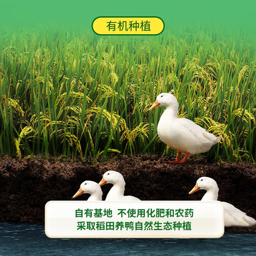 贝斯美有机多维果蔬益生菌米粉200g 商品图3