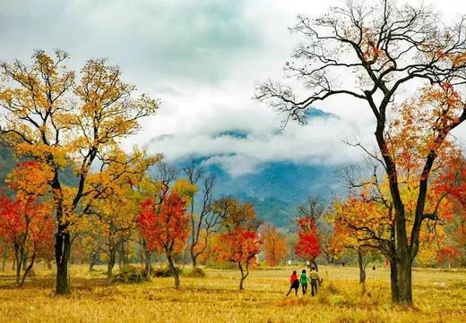 大别山秋色丨罗田水中红叶&柿子古村、大悟乌桕红叶、钱冲古银杏群落6天摄影团 商品图4