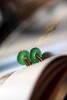 纯料之美｜收藏级满绿平安扣耳环 商品缩略图5