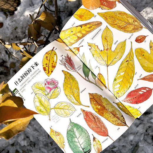  童书妈妈X浪花朵朵专场  盛口满的手绘自然图鉴 7册套装 商品图3