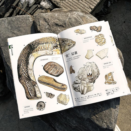  童书妈妈X浪花朵朵专场  盛口满的手绘自然图鉴 7册套装 商品图6
