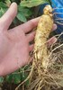 【健滋道新鲜人参（长白山）】二十年人参种植经验基地出品 不使用农药、化肥、膨大剂 鲜参现采，带苔藓顺丰发货！-SLK 商品缩略图6