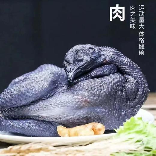 农家散养竹林乌鸡 1.6斤*2只品质有保障活鸡现杀新鲜直达 顺丰发货 商品图2
