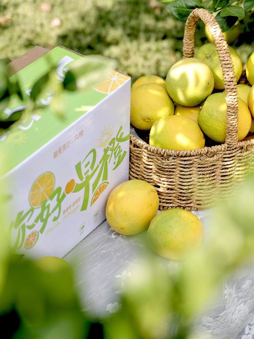 云南早橙 脐橙礼盒 商品图0