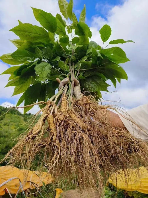 【健滋道新鲜人参（长白山）】二十年人参种植经验基地出品 不使用农药、化肥、膨大剂 鲜参现采，带苔藓顺丰发货！-SLK 商品图5