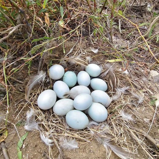 艾草咸鸭蛋（有机鸭蛋加工） 商品图13