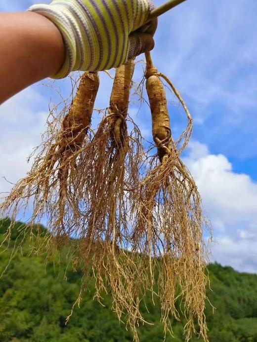 【健滋道新鲜人参（长白山）】二十年人参种植经验基地出品 不使用农药、化肥、膨大剂 鲜参现采，带苔藓顺丰发货！-SLK 商品图7