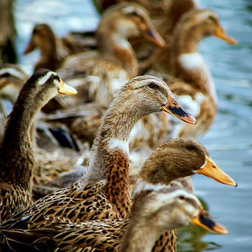 【员工专享】桂柳~麻鸭 商品图4