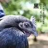 农家散养竹林乌鸡 1.6斤*2只品质有保障活鸡现杀新鲜直达 顺丰发货 商品缩略图4