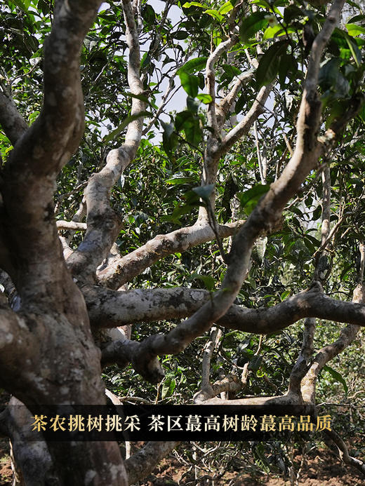 【茶农自存老班章】2020年老班章7号茶农黄自美联名款，茶区最高树龄最高品质茶王老班章，357克/饼 每饼附送铜盒，拍5发6 商品图10