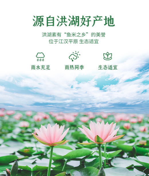 荆州洪湖 华贵 野藕汁1L*6瓶/提 商品图2