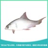 鲮鱼 约500g/份 商品缩略图0