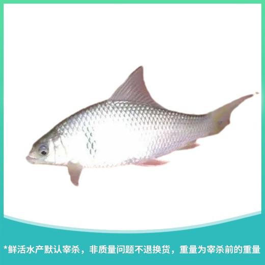 鲮鱼 约500g/份 商品图0