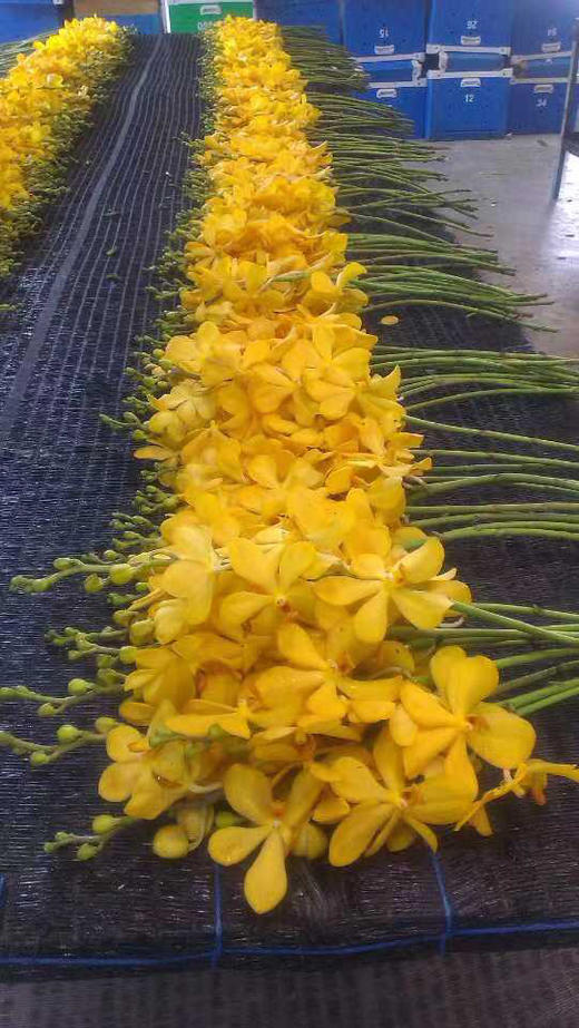 千代橙BT，10支/扎 商品图8