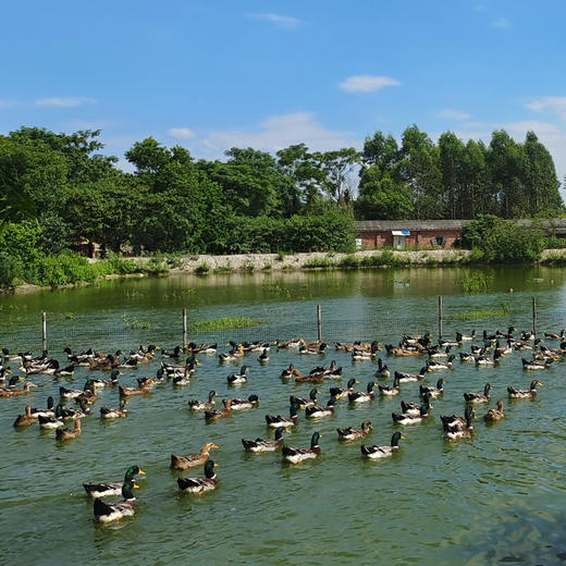 【员工专享】桂柳~绿头鸭 商品图4