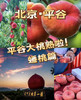 平谷大蟠桃，特别耐储存，脆甜，放软了更甜，5斤/份 商品缩略图0