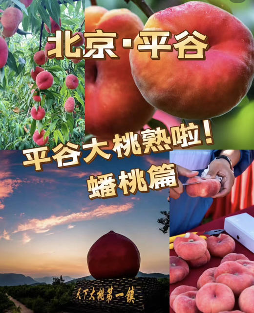 平谷大蟠桃，特别耐储存，脆甜，放软了更甜，5斤/份 商品图0