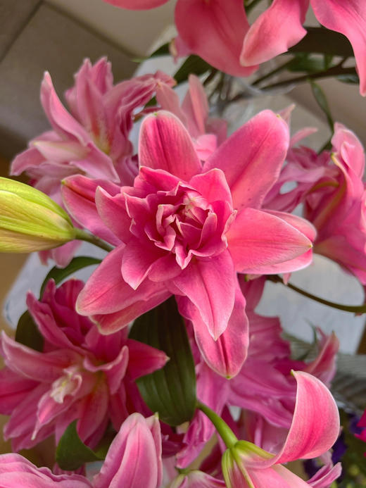 【AB级红美人重瓣百合】单头10支10朵/份 商品图5