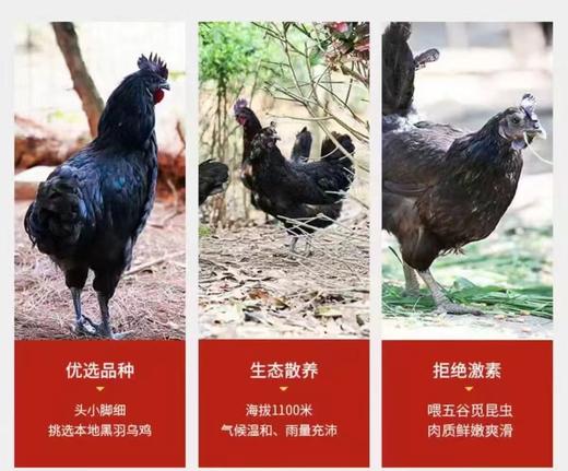 农家散养竹林乌鸡 1.6斤*2只品质有保障活鸡现杀新鲜直达 顺丰发货 商品图3