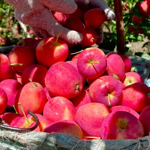 【锦绣海棠鸡心果】鸡心果抱抱桶陕西洛川鸡心果苹果 海棠小苹果 6桶/箱 约9斤装 新鲜水果 商品图5