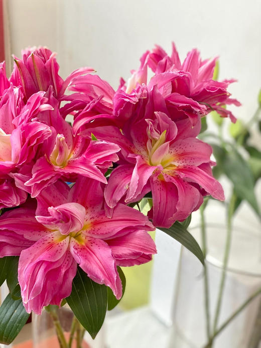 【AB级红美人重瓣百合】单头10支10朵/份 商品图6